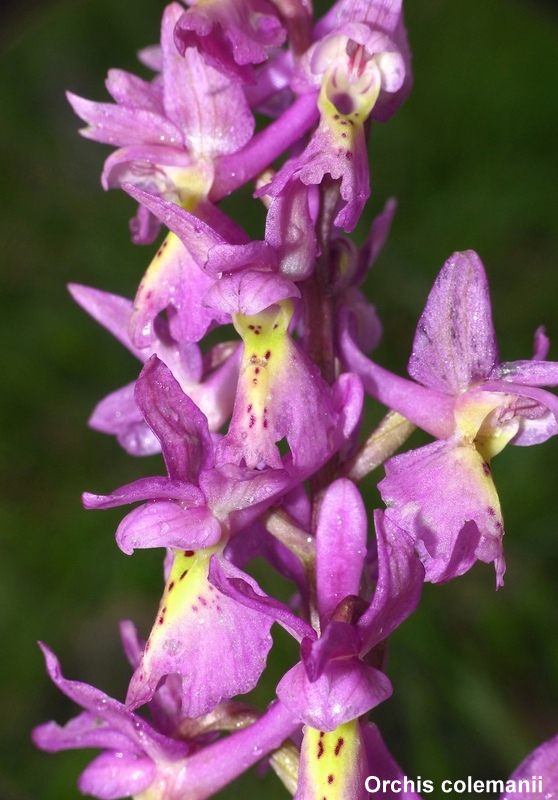 Il lago di Campotosto, orchidee, maltempo eschiarite! maggio/giugno 2023.